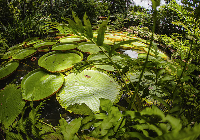 Há mais de 160 anos, instituição paraense se dedica ao estudo da Amazônia 25 02 2023 visita ao museu paraense emilio goeldi 52714646721