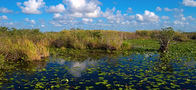 Título de Patrimônio da Humanidade à paisagem carioca acarreta responsabilidades everglades anhinga trail pond