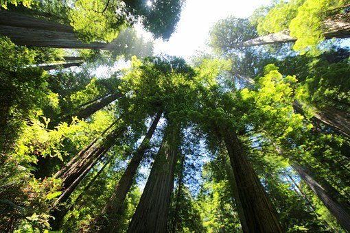 Brasil, de teu berço esplêndido, meu sonho eterno 1 Brasil, de teu berço esplêndido, meu sonho eterno 01 03 floresta