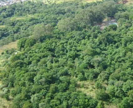 Justiça do Estado do Rio mantém liminar: suspensa audiência virtual sobre o Autódromo de Deodoro 1 Justiça do Estado do Rio mantém liminar: suspensa audiência virtual sobre o Autódromo de Deodoro 09 06 floresta do camboata