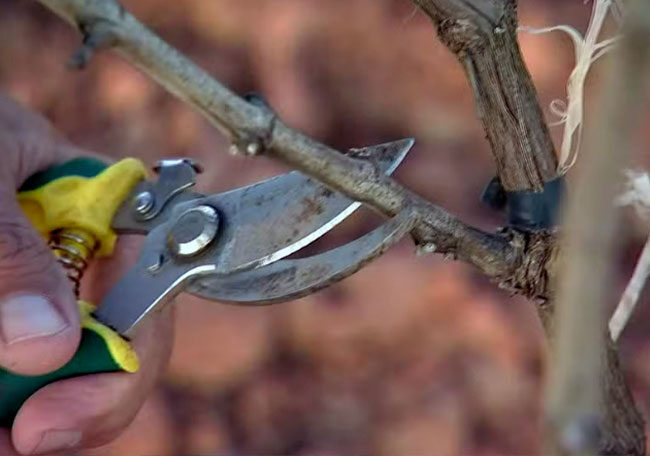 Engenharia agronômica revoluciona produção de vinhos no Brasil 2 Engenharia agronômica revoluciona produção de vinhos no Brasil engenharia agronomica revoluciona producao de vinhos no brasil engenharia agronomica revoluciona producao de vinhos no brasil 3