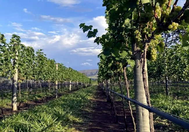 Engenharia agronômica revoluciona produção de vinhos no Brasil 3 Engenharia agronômica revoluciona produção de vinhos no Brasil engenharia agronomica revoluciona producao de vinhos no brasil engenharia agronomica revoluciona producao de vinhos no brasil