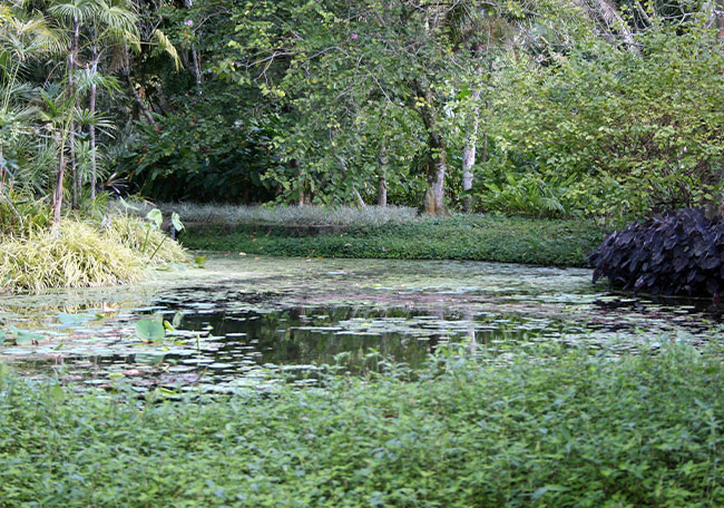 Os 95 anos do primeiro jardim de Burle Marx 2 Os 95 anos do primeiro jardim de Burle Marx os 95 anos do primeiro jardim de burle marx os 95 anos do primeiro jardim de burle marx 1
