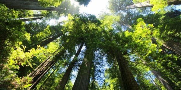 01-03-floresta-fontepixabay