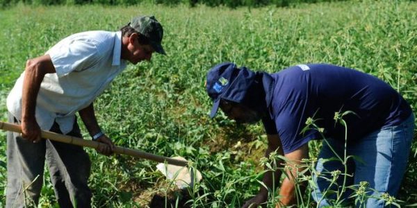 Rio de Janeiro - Colheita de batata-doce biofortificada, fornecida pela Embrapa para alguns produtores rurais de Magé-RJ alcança boa produtividade. Na foto, o agricultor Laerte Luiz da Rosa (Tomaz Silva/Agência Brasil)