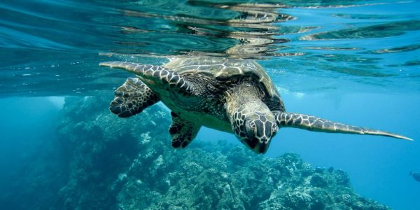 closeup-of-a-green-sea-turtle-swimming-underwater-under-the-lights-scaled