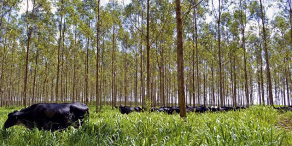 Integração Lavoura-Pecuária-Floresta. Crédito: Kelem Silene Guimarães/Embrapa