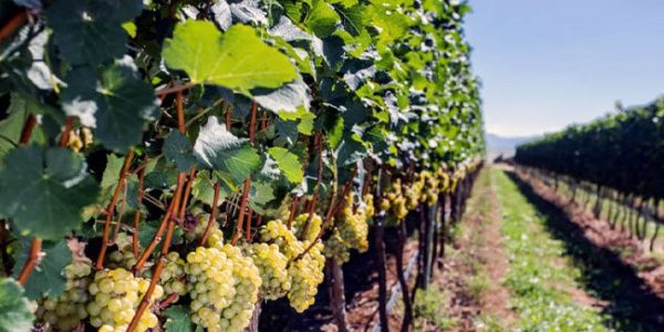 Técnica da dupla poda se espalha pelo país. Crédito: Divulgação